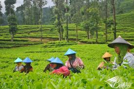 Kebun Edukasi Agrowisata Subur